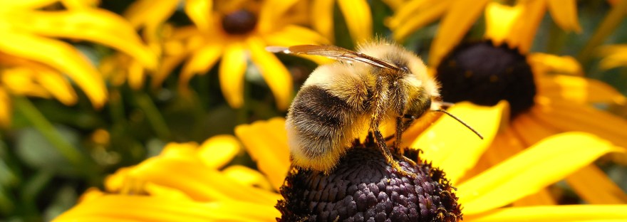 Honeybee on yellow flower