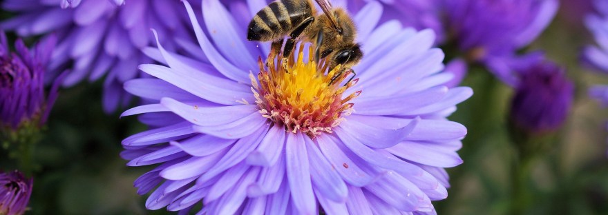 Honeybee on Purple Flower
